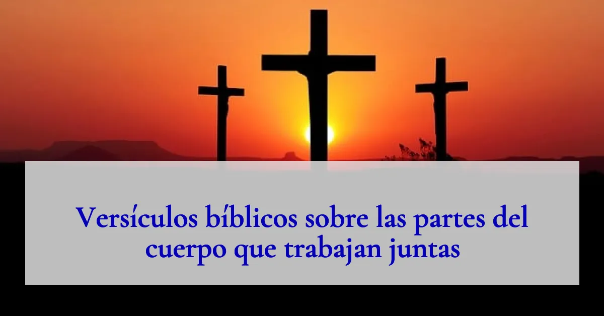 Versículos bíblicos sobre las partes del cuerpo que trabajan juntas